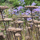 Hohe, getrocknete Wildblumen stehen im Vordergrund und zeigen Struktur und Farbe - Elemente, die im neuen Halbtageskurs "Struktur und Farbe im winterlichen Garten" am 22.10.2026 in der Königlichen Gartenakademie behandelt werden.