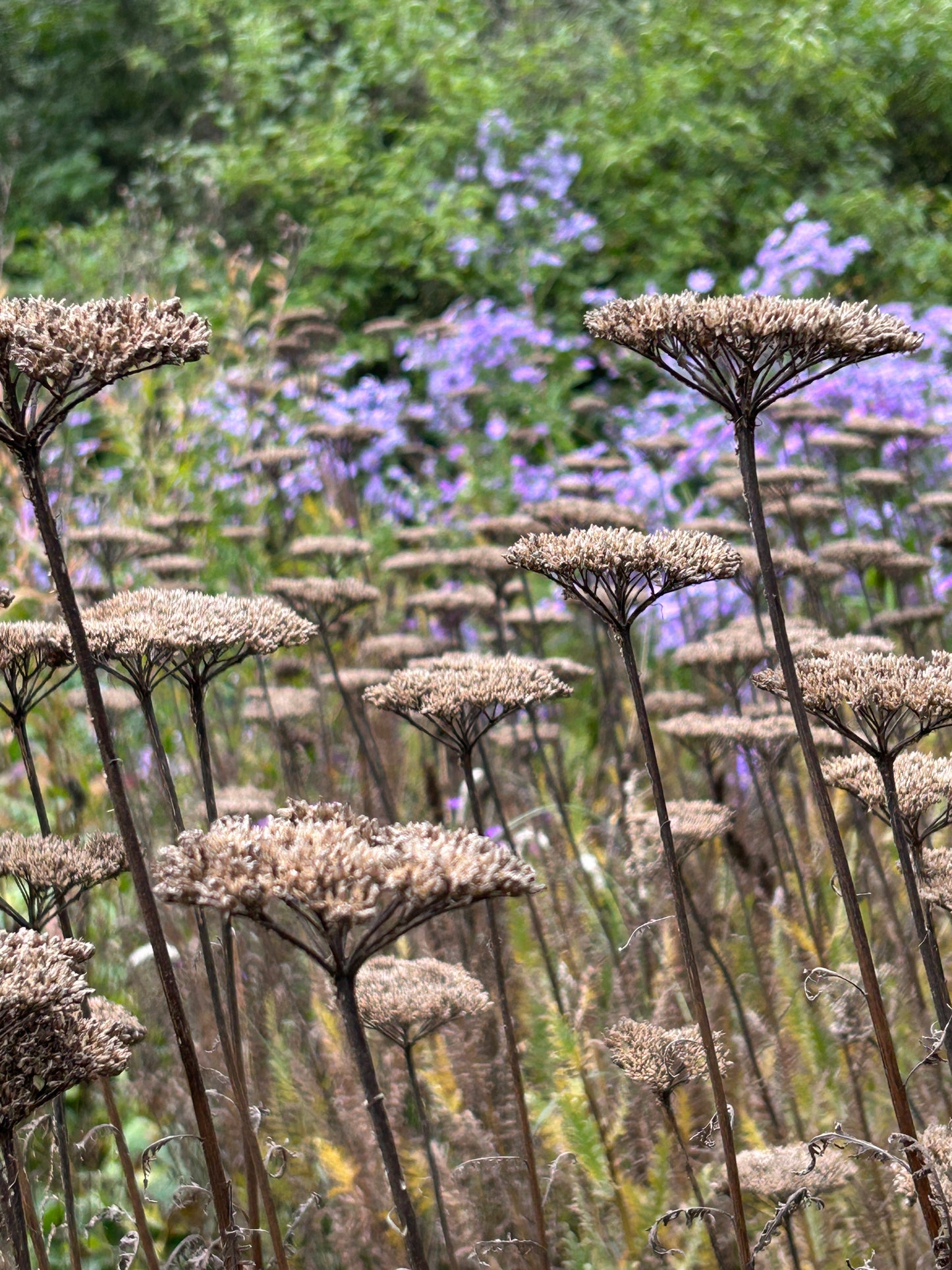 Hohe, getrocknete Wildblumen stehen im Vordergrund und zeigen Struktur und Farbe - Elemente, die im neuen Halbtageskurs "Struktur und Farbe im winterlichen Garten" am 22.10.2026 in der Königlichen Gartenakademie behandelt werden.