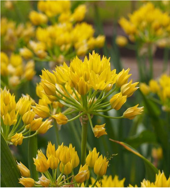 Die goldgelben Blütenbüschel des Allium moly (Gold-Lauch) von Weijers setzen einen farbenfrohen Akzent auf den grünen Stielen und dem üppigen Laub und gedeihen selbst unter trockenen Bedingungen prächtig. Diese trockenheitstolerante Pflanze verleiht Ihrem Garten mit ihren gelben Blüten eine lang anhaltende Farbnote.