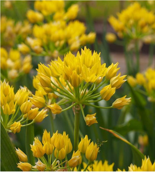 Die leuchtend goldgelben Blüten des Allium moly „Gold-Lauch“ von Weijers mit ihren spitzen Blütenblättern erblühen im Juni an grünen Stielen und heben sich deutlich von dem zarten Hintergrund aus ähnlichem Laub ab.
