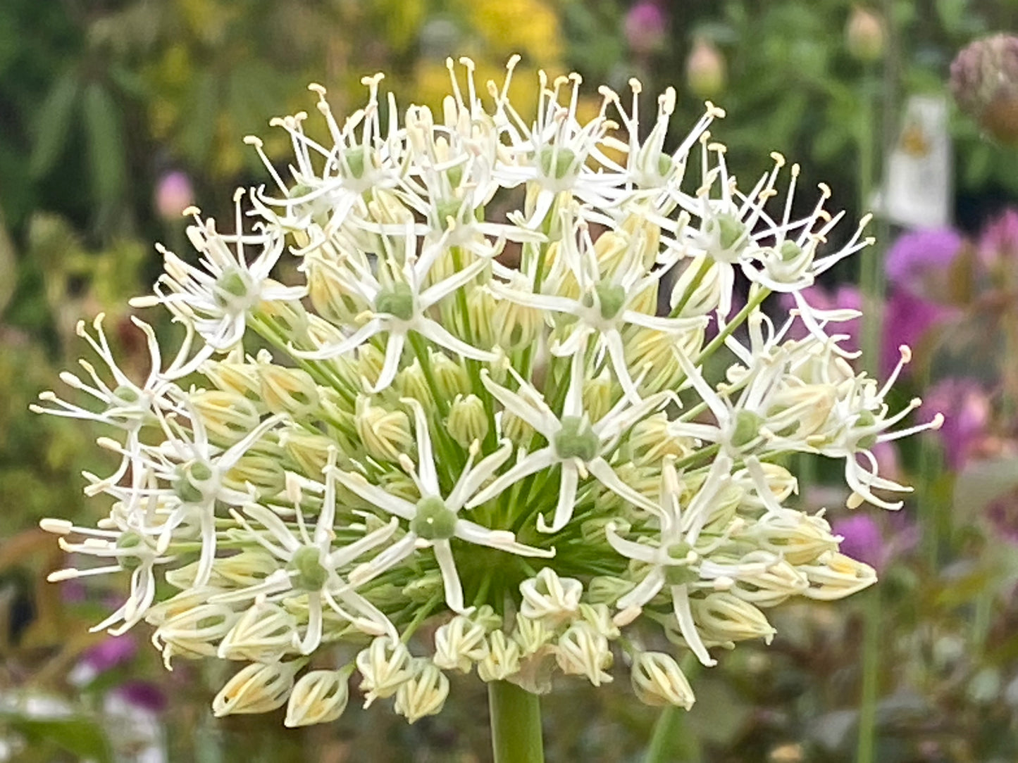 Eine Nahaufnahme von Allium ‚Mount Everest‘ – Weißer Riesen-Lauch von Weijers, die sternförmige weiße Blüten mit grünen Zentren zeigt. Der unscharfe Hintergrund lässt Grün sowie einen Hauch von Violett und Gelb erkennen. Blütezeit: Mai–Juni.