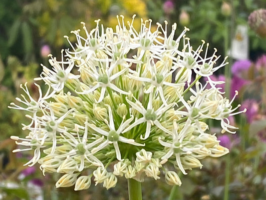 Eine Nahaufnahme von Allium ‚Mount Everest‘ – Weißer Riesen-Lauch von Weijers, die sternförmige weiße Blüten mit grünen Zentren zeigt. Der unscharfe Hintergrund lässt Grün sowie einen Hauch von Violett und Gelb erkennen. Blütezeit: Mai–Juni.
