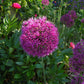 Eine Nahaufnahme des Weijers Allium „Purple Sensation“ (Purpur-Kugellauch) zeigt dessen leuchtend violette Blüten inmitten von grünem Laub und anderen farbenfrohen Blütenkugeln in einer lebendigen Gartenszene.