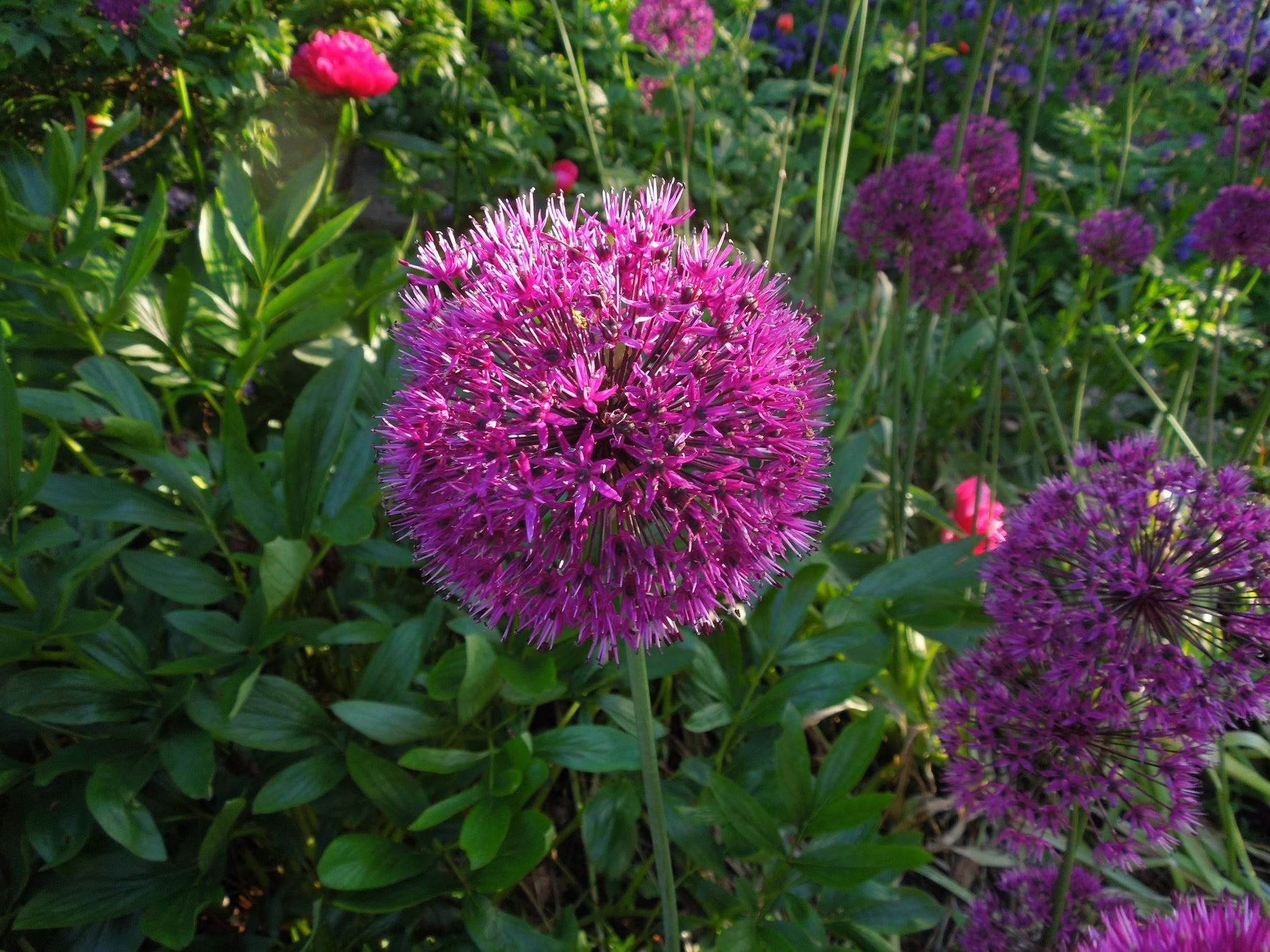 Eine Nahaufnahme des Weijers Allium „Purple Sensation“ (Purpur-Kugellauch) zeigt dessen leuchtend violette Blüten inmitten von grünem Laub und anderen farbenfrohen Blütenkugeln in einer lebendigen Gartenszene.