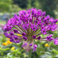 Eine Nahaufnahme von Weijers Allium ‚Purple Sensation‘ (Purpur-Kugellauch) zeigt viele kleine, sternförmige, violette Blüten vor einem verschwommenen grünen Gartenhintergrund.