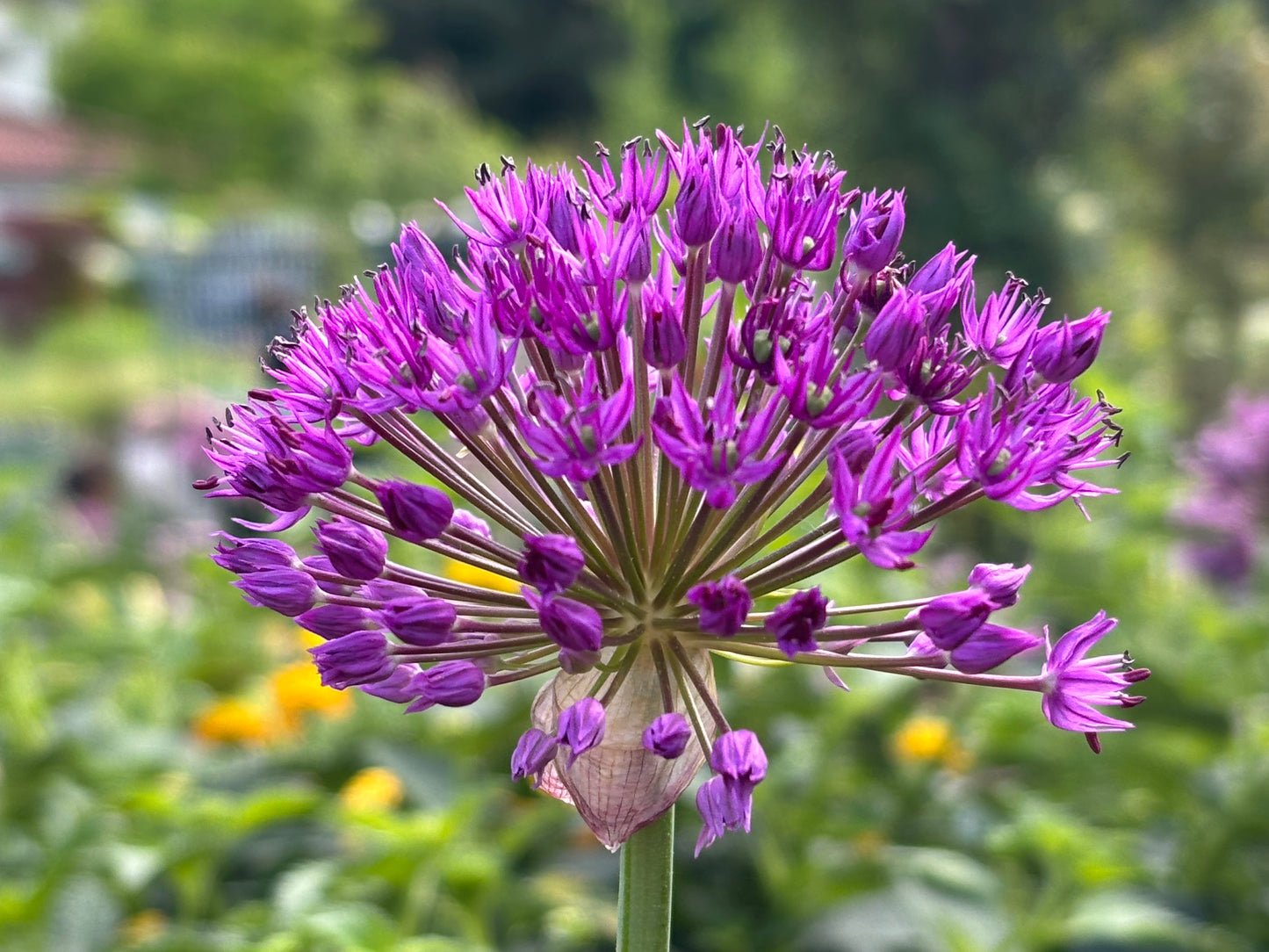 Eine Nahaufnahme von Weijers Allium ‚Purple Sensation‘ (Purpur-Kugellauch) zeigt viele kleine, sternförmige, violette Blüten vor einem verschwommenen grünen Gartenhintergrund.