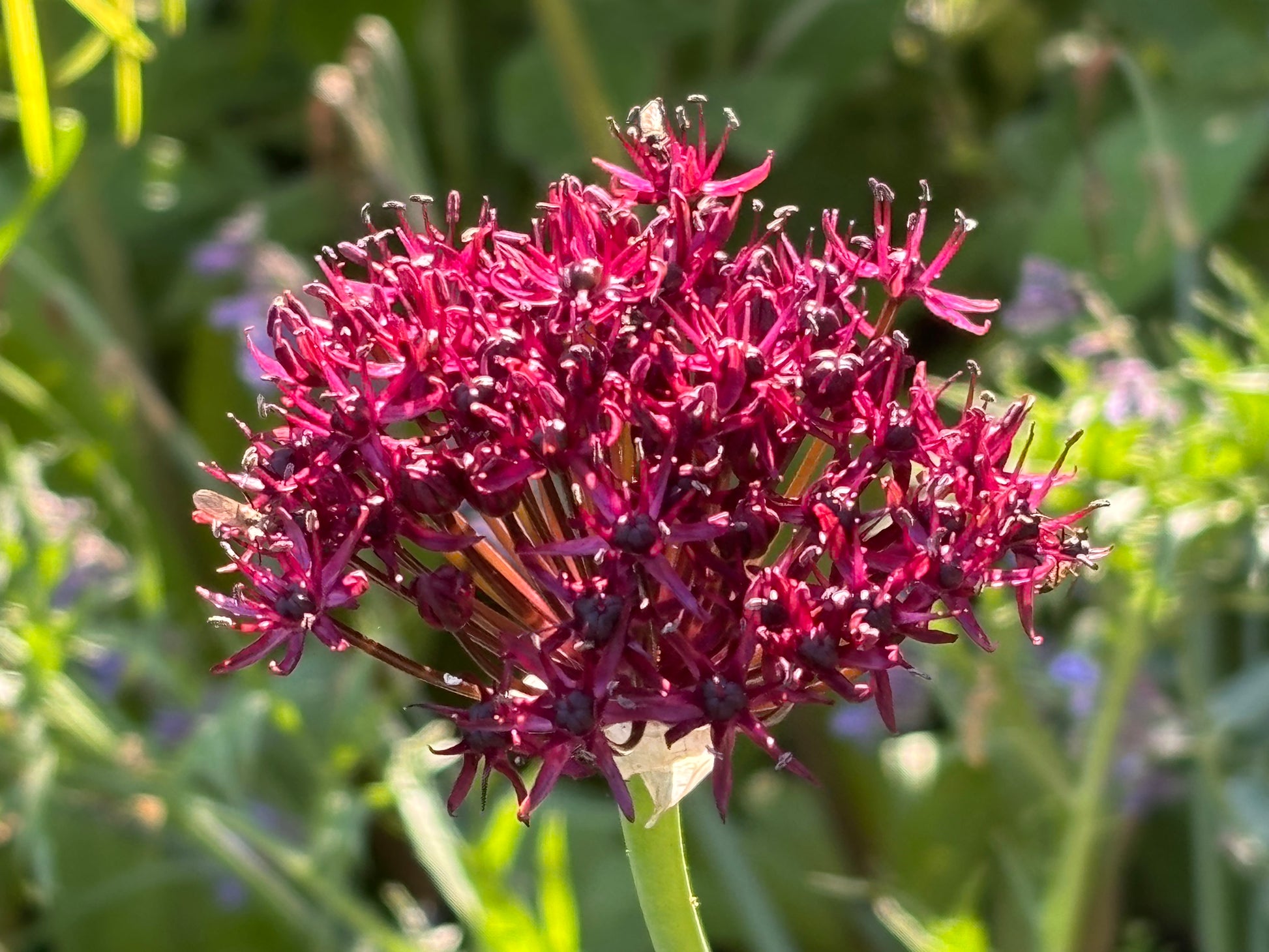 Nahaufnahme der leuchtenden, dunkelroten Blüte des Allium atropurpureum – Granat-Kugellauch von Weijers – mit vielen sternförmigen Blüten, die sich vor einem verschwommenen grünen Hintergrund drängen – ideal für sonnige Standorte.