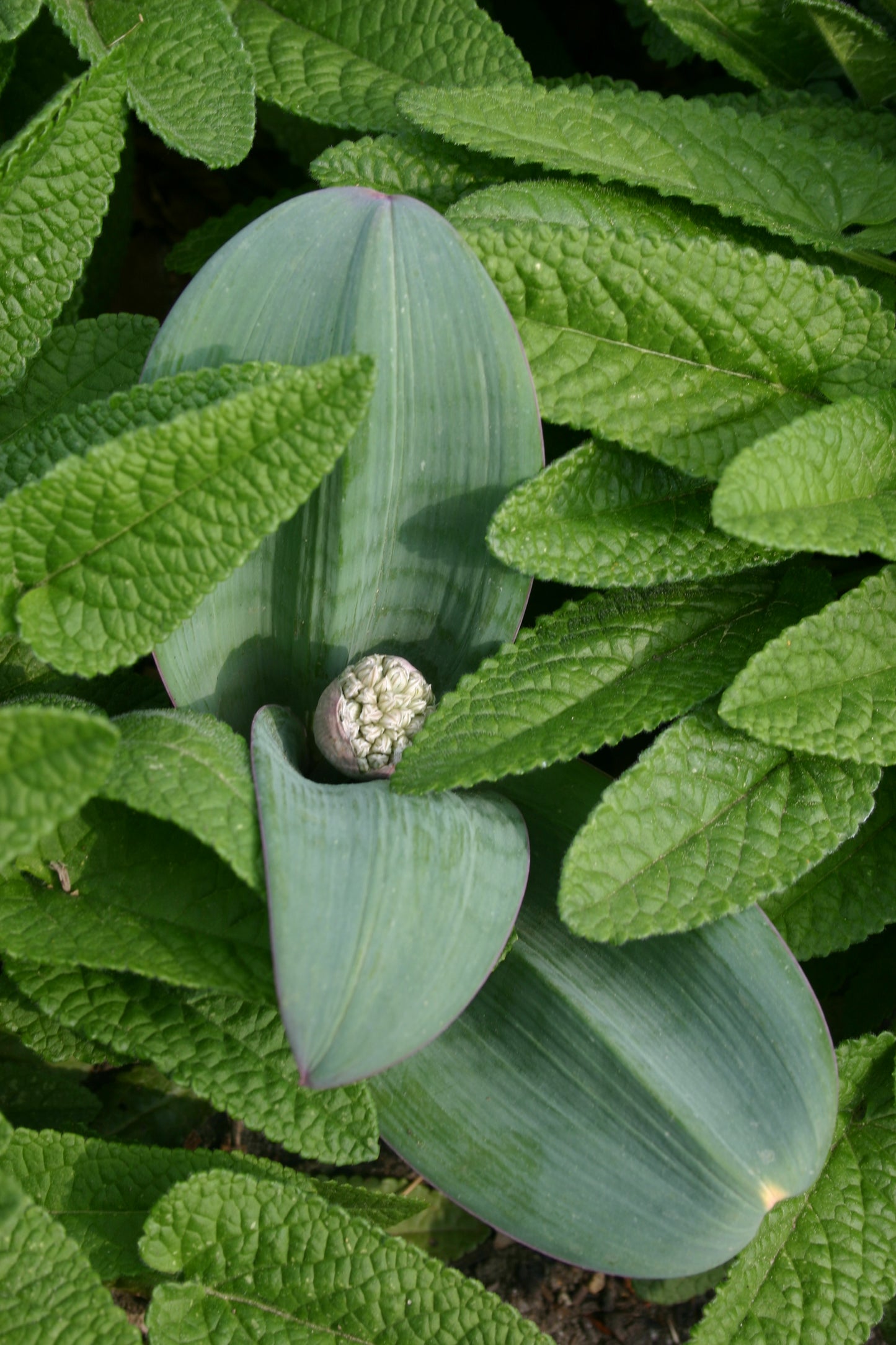 Ein Büschel strukturierter grüner Blätter umgibt eine zentrale Pflanze mit dicken, glatten, ovalen Blättern und einer runden Blütenknospe – perfekt für Steingärten als Allium karataviense – Blauzungen-Lauch von Weijers, ideal als niedrige Staude.