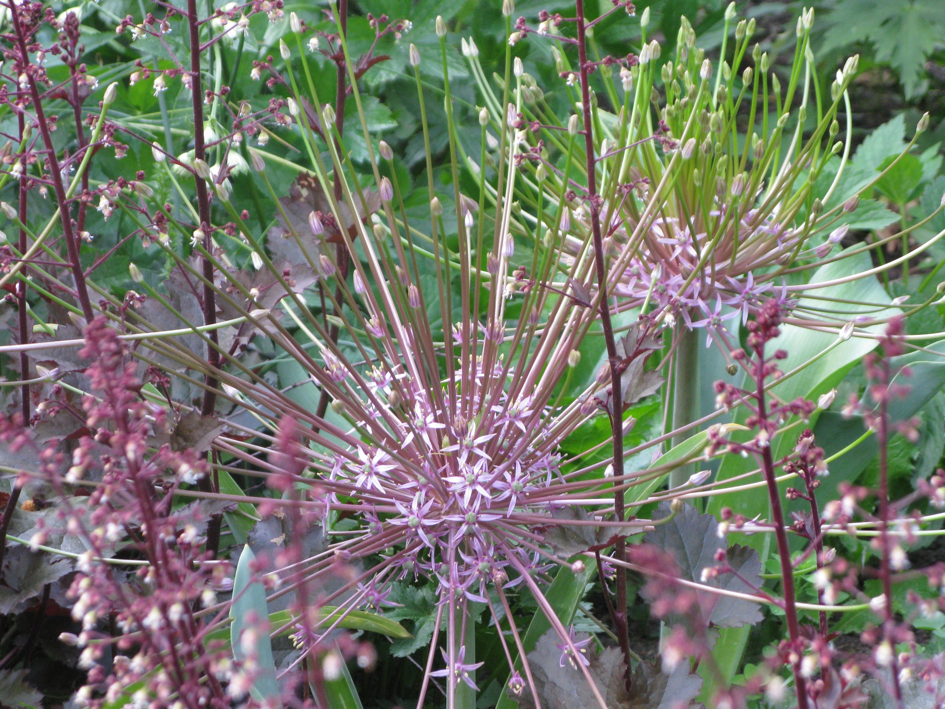 Zwei große, kugelförmige, stachelige, violette Blüten der Allium schubertii („Schuberts-Lauch“, Weijers) mit langen Stielen heben sich im Garten deutlich von den grünen Blättern, der rosa Blüte und den kleineren rosaroten Blüten ab. Blütezeit: Mai–Juni.
