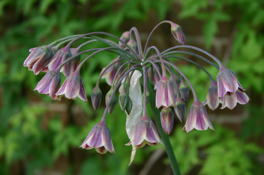 Eine Ansammlung kleiner, herabhängender, grün-violetter Blüten von Allium siculum (Sizilianischer Honiglauch) von Weijers blüht von Mai bis Juni an hohen Stielen vor einem verschwommenen grünen Blattwerk.