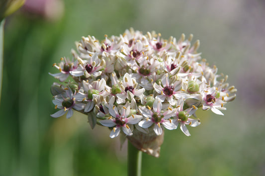 Eine Gruppe sternförmiger Blüten des Allium Silver Spring – Zierlauch mit weißen Blütenblättern und dunkelvioletten Blütenmitten.