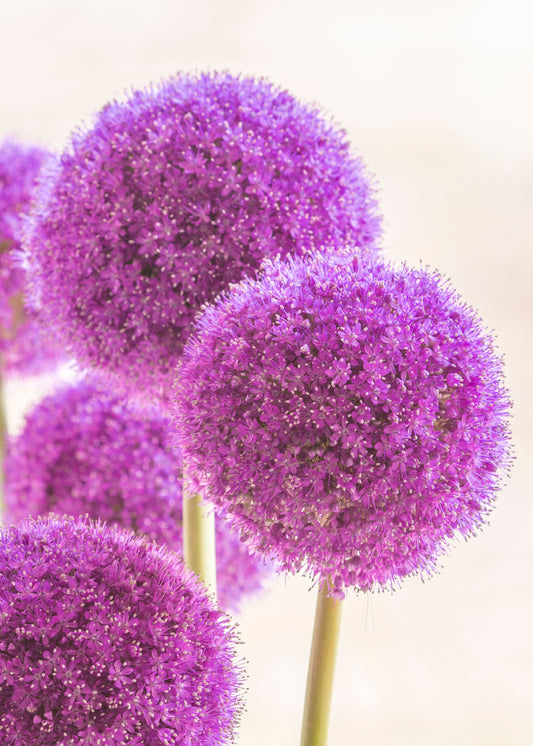Nahaufnahme von Allium giganteum Riesen-Lauch von der Königlichen Gartenakademie: hohe grüne Stängel mit runden, violetten Blütenbüscheln, die im Juni-Juli vor einem hellen, weichen Hintergrund blühen.