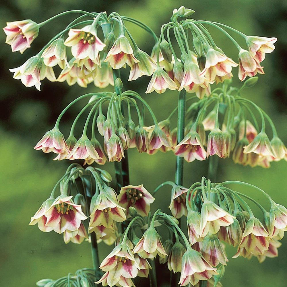 Hohe grüne Stiele mit Büscheln hängender, glockenförmiger Blüten in zartem Rosa und Creme mit burgunderroten Mittelpunkten; Allium siculum „Sizilianischer Honiglauch“ von Weijers blüht grün-lila gestreift vor einem verschwommenen grünen Hintergrund.