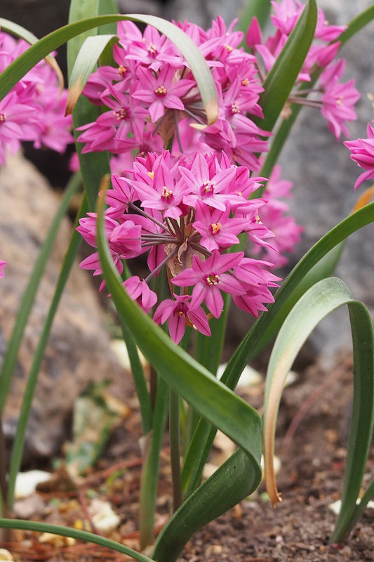 Helle, rosa, sternförmige Blüten des Allium oreophilum ‚Baltimore‘ von Weijers mit schlanken, grünen Blättern wachsen in der Erde zwischen den Felsen; diese bienenfreundlichen Blüten sind ideal, um Bestäuber anzulocken.