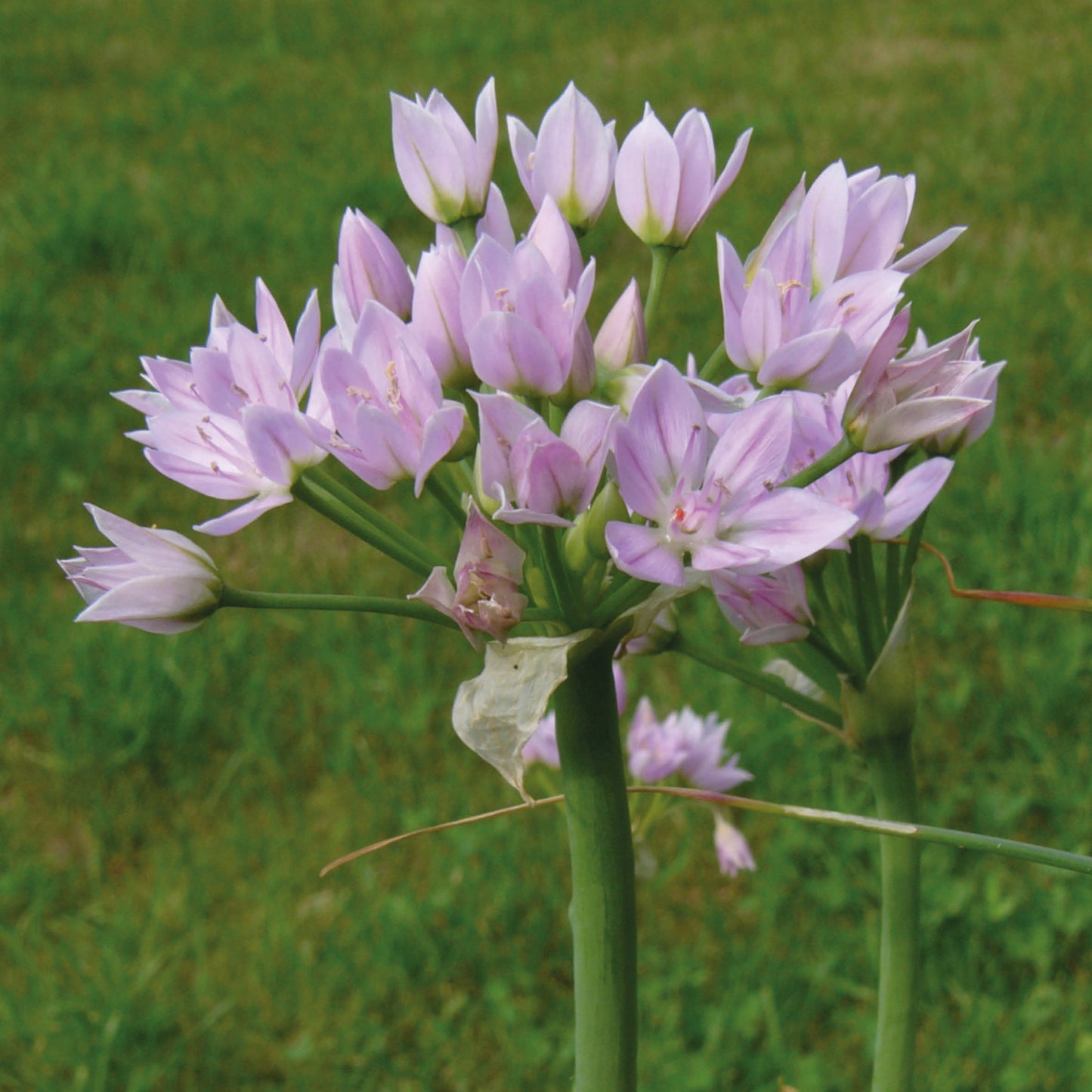 Allium roseum „Rosen-Lauch“ von Weijers besticht durch Büschel hellvioletter, spitz zulaufender Blüten an hohen grünen Stielen, die während der Blütezeit im Mai vor einem sanften, grasbewachsenen Hintergrund ihre volle Pracht entfalten.