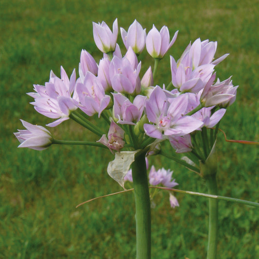 Allium roseum „Rosen-Lauch“ von Weijers besticht durch Büschel hellvioletter, spitz zulaufender Blüten an hohen grünen Stielen, die während der Blütezeit im Mai vor einem sanften, grasbewachsenen Hintergrund ihre volle Pracht entfalten.