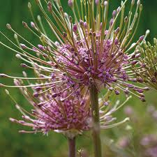 Nahaufnahme von zwei Blüten des Zierlauchs (Allium schubertii) von Weijers, die kugelförmige Büschel winziger violetter Blütenblätter an langen, schlanken Stielen zeigen; die Blütezeit ist von Mai bis Juni vor einem verschwommenen grünen Hintergrund.