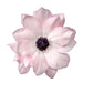 Die Anemone coronaria MISTRAL® ‚Edge Rosa‘ von Sam van Schooten besticht durch eine große, zartrosa Blüte mit dunkelviolettem Zentrum, die als einzelne italienische Kronenanemone vor weißem Hintergrund in Szene gesetzt wird.