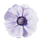 Eine Nahaufnahme einer einzelnen Anemone coronaria MISTRAL PLUS® ‚Azzuro‘ von Sam van Schooten, die große, hellblau-violette Blüten mit zarten Blütenblättern und einer dunkelvioletten Mitte vor einem weißen Hintergrund zeigt.