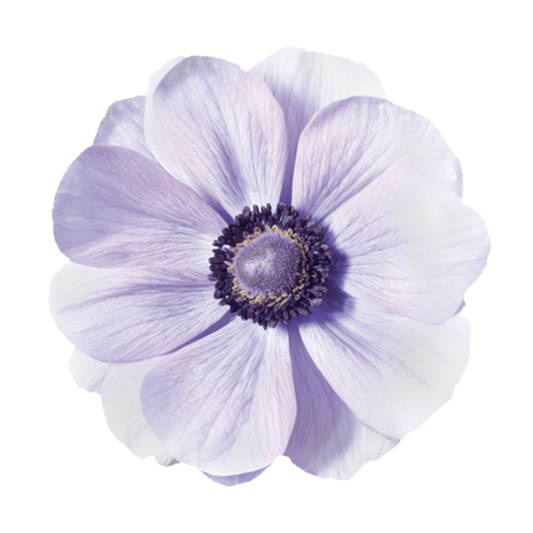 Eine Nahaufnahme einer einzelnen Anemone coronaria MISTRAL PLUS® ‚Azzuro‘ von Sam van Schooten, die ihre blass lavendelblauen Blütenblätter und die dunkelviolette Mitte vor einem weißen Hintergrund zeigt.