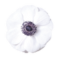 Eine Nahaufnahme der Anemone coronaria MISTRAL PLUS® ‚Panda‘ von Sam van Schooten, die ihre weißen Blüten und die dunkelviolett-schwarze Mitte zeigt – ein elegantes, insektenfreundliches Highlight für jeden Garten, präsentiert auf weißem Hintergrund.
