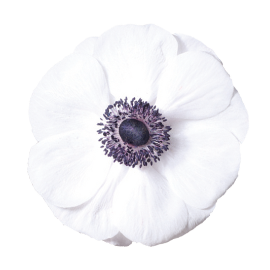 Eine einzelne Anemone coronaria MISTRAL PLUS® ‚Panda‘ von Sam van Schooten mit weißen Blütenblättern und einer dunkelvioletten Mitte, die von kleinen dunklen Staubblättern umrandet ist, vor einem schlichten weißen Hintergrund.