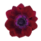 Eine einzelne Anemone coronaria MISTRAL® ‚Bordeaux‘ von Sam van Schooten mit großen Blüten und einer dunkelvioletten Mitte hebt sich vor einem weißen Hintergrund ab – eine insektenfreundliche Wahl für jede Blumendekoration.