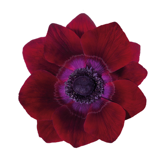 Eine Nahaufnahme einer einzelnen Anemone coronaria MISTRAL® ‚Bordeaux‘ von Sam van Schooten, die ihre leuchtend bordeauxroten Blütenblätter und die dunkle Mitte vor weißem Hintergrund hervorhebt.