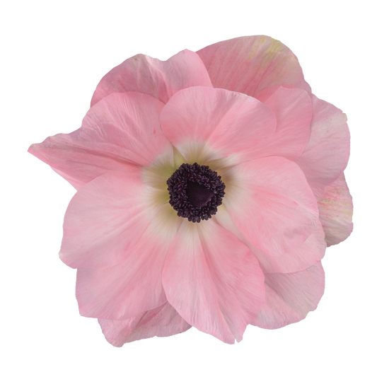 Eine Nahaufnahme einer Anemone coronaria MISTRAL® ‚Rosa Chiaro‘ von Sam van Schooten, die ihre eleganten, großen rosa Blüten mit überlappenden Blütenblättern und dunklen Blütenmitten hervorhebt – bienenfreundlich vor einem schlichten weißen Hintergrund.