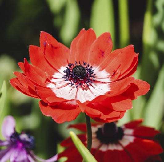 Eine Nahaufnahme der Anemone 'Hollandia' von Weijers zeigt die leuchtend roten Blütenblätter, den kräftigen weißen Ring und die dunkle Mitte vor einem sanft verschwommenen grünen Hintergrund mit Andeutungen von violetten und roten Blüten.