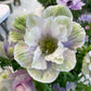Eine Nahaufnahme von Anemone coronaria MISTRAL® ‚Pale‘ von Verberghe mit großen helllila-weißen Blüten und grünen Streifen, umgeben von insektenfreundlichen Blumen und sattgrünem Laub – perfekt für jeden Garten.