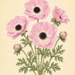 Botanische Illustration von fünf rosa Blüten der Anemone coronaria MISTRAL® ‚Rosa Chiaro‘ mit großen Blüten und grünen Blättern auf cremefarbenem Hintergrund. Der Text unten lautet „Anemone coronaria MISTRAL® ‚Rosa Chiaro‘ – Italienische Kronen-Anemone“ von Sam van Schooten und hebt diese insektenfreundliche Sorte hervor.