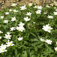 Weijers „Anemone nemorosa – Buschwindröschen“ zeigt Büschel weißer Wildblumen mit gelben Blütenmitten inmitten von grünen Blättern und trockenem, braunem Laub – typisch für eine im Frühling blühende Waldpflanze.