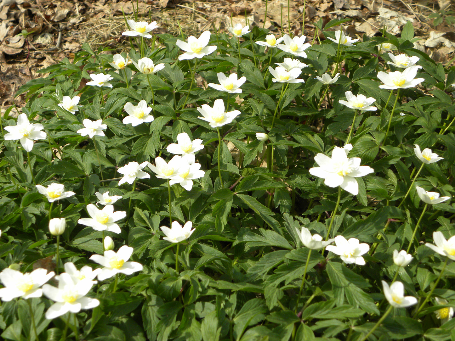 Weijers „Anemone nemorosa – Buschwindröschen“ zeigt Büschel weißer Wildblumen mit gelben Blütenmitten inmitten von grünen Blättern und trockenem, braunem Laub – typisch für eine im Frühling blühende Waldpflanze.