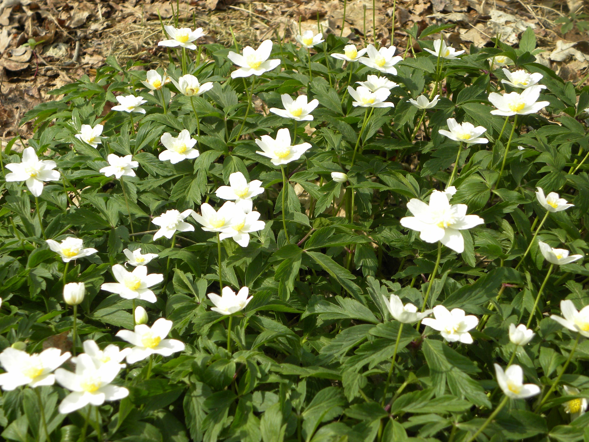 Weijers „Anemone nemorosa – Buschwindröschen“ zeigt Büschel weißer Wildblumen mit gelben Blütenmitten inmitten von grünen Blättern und trockenem, braunem Laub – typisch für eine im Frühling blühende Waldpflanze.