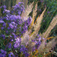 Violette Wildblumen und goldene Gräser im Sonnenlicht bilden den Rahmen für "Sa. 26.09.2026 | 11.00-12.30 Uhr GARTENTALK Gedanken zum Gärtnern im Herbst" der Königlichen Gartenakademie, die die herbstliche Gartenschönheit feiert.