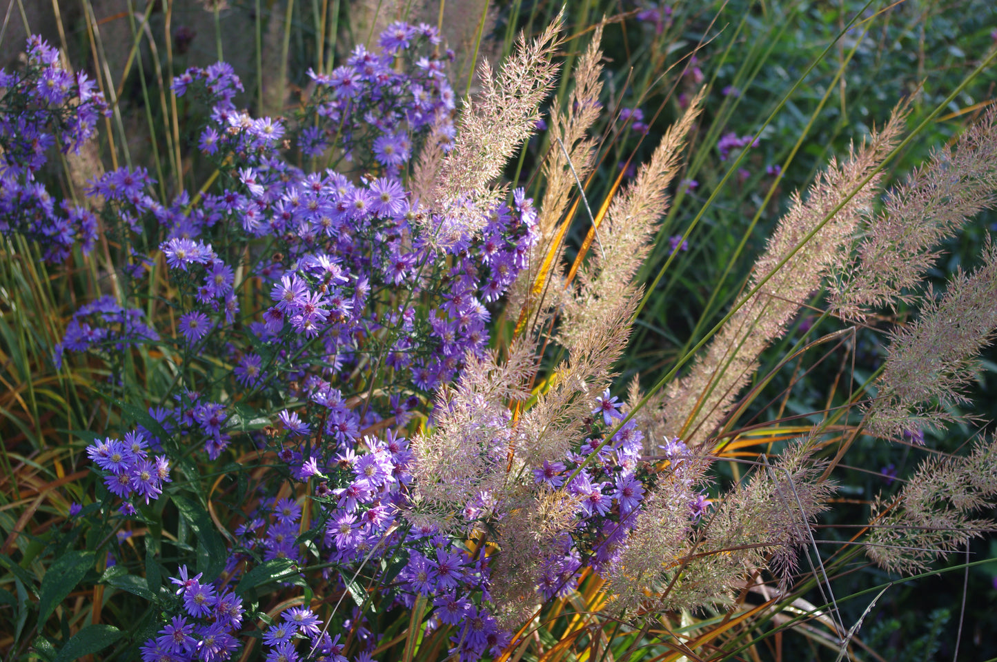 Violette Wildblumen und goldene Gräser im Sonnenlicht bilden den Rahmen für "Sa. 26.09.2026 | 11.00-12.30 Uhr GARTENTALK Gedanken zum Gärtnern im Herbst" der Königlichen Gartenakademie, die die herbstliche Gartenschönheit feiert.