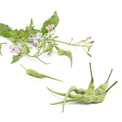Ein Büschel kleiner, gedrehter grüner Schoten und eine blühende Arche Noah | Rattenschwanzrettich-Pflanze mit violetten Blüten und grünen Blättern sind auf weißem Hintergrund dargestellt. Bio-Saatgut-Qualität von Arche Noah ist hervorgehoben.