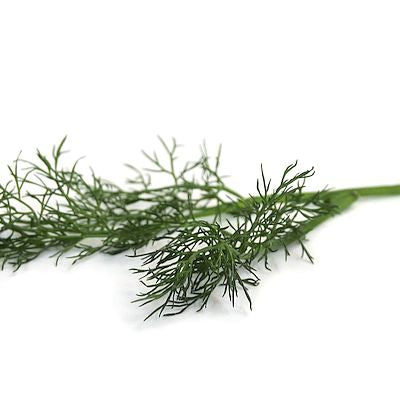 Ein frischer Zweig von Arche Noah | Dill 'Blattreicher' von Arche Noah mit zarten grünen Blättern und einem schlanken Stiel, isoliert auf weißem Hintergrund.