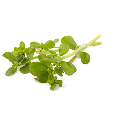 Ein kleiner Strauß frischer grüner Stängel und Blätter der Arche Noah Sommerportulak 'Spanien' (Portulaca oleracea), ideal für Salate, präsentiert auf weißem Hintergrund.