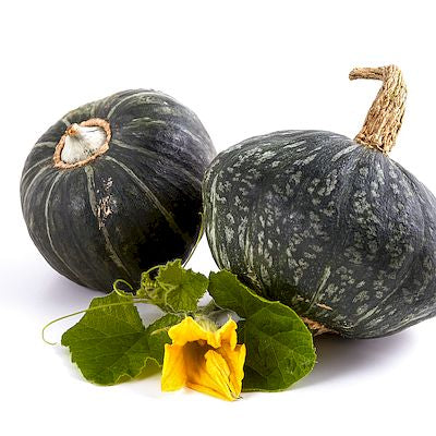 Zwei Arche Noah Winterkürbis 'Reigel', dunkelgrün mit hellgrünen Sprenkeln und einem feinen Kastanienaroma, sind mit grünen Blättern und einer gelben Kürbisblüte auf weißem Hintergrund abgebildet.