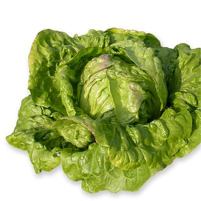 Frischer Kopfsalat Arche Noah | Krachsalat / Batavia 'Grüner aus Maria Lankowitz' mit zerknitterten grünen Blättern der Marke Arche Noah vor einem weißen Hintergrund.