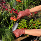 Mit den Gartenhandschuhen aus Büffelleder 'Cognac' - Barebones Classic von Königliche Gartenakademie gräbt eine Person mit einer Handschaufel in der Erde zwischen grünen Pflanzen und orangefarbenen Sonnenhüten im Garten.