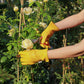 Eine Person, die die „Barebones | Gartenhandschuhe aus Büffelleder ‚Natural‘“ in Größe XS von der Königlichen Gartenakademie trägt und eine Gartenschere benutzt, schneidet eine gelbe Rose von einem Gartenstrauch ab, der von grünen Blättern und Stützstäben umgeben ist.