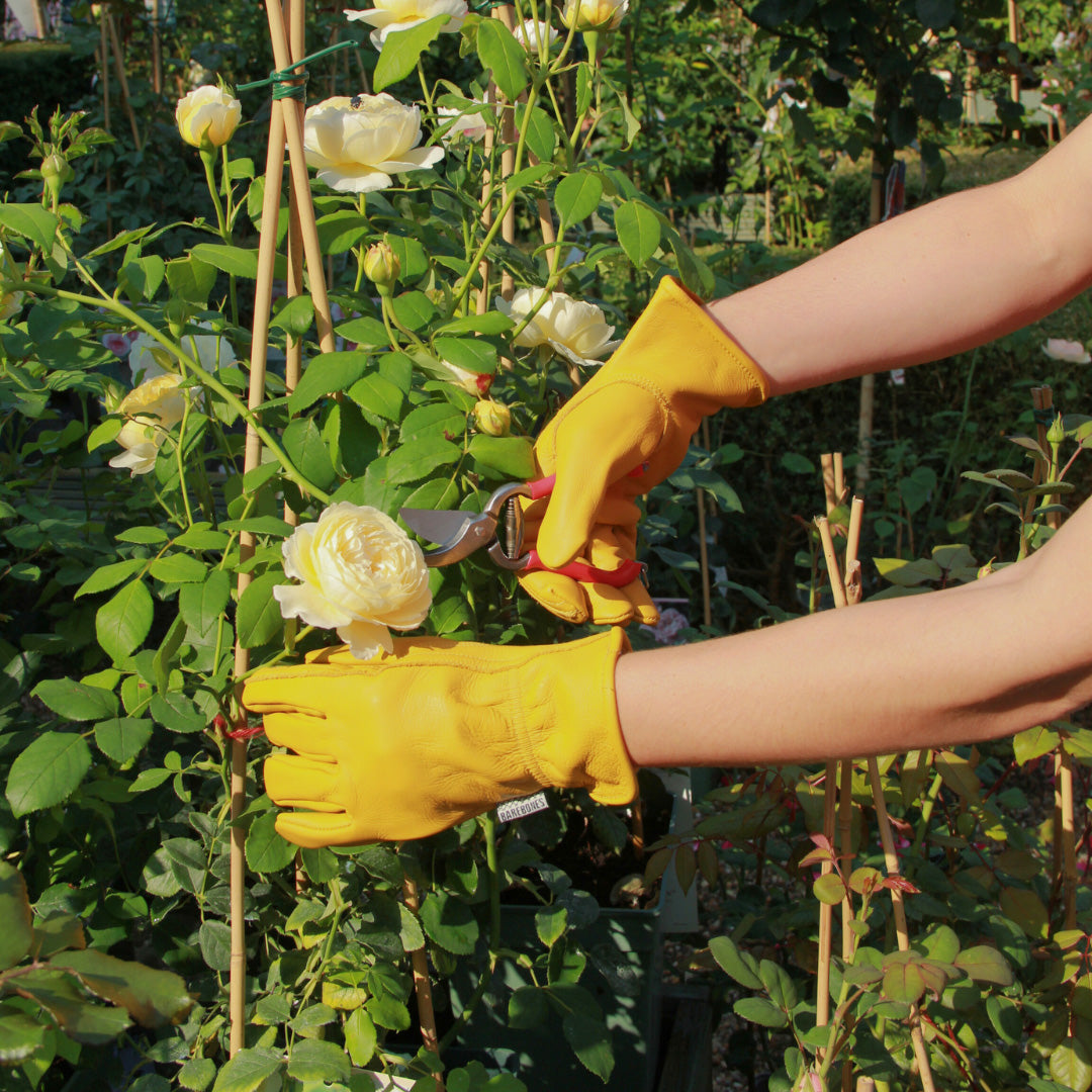 Eine Person, die die „Barebones | Gartenhandschuhe aus Büffelleder ‚Natural‘“ in Größe XS von der Königlichen Gartenakademie trägt und eine Gartenschere benutzt, schneidet eine gelbe Rose von einem Gartenstrauch ab, der von grünen Blättern und Stützstäben umgeben ist.