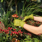 Eine Person, die Königliche Gartenakademie Gartenhandschuhe aus Büffelleder 'Olive' - Barebones Classic trägt, schneidet mit einer Gartenschere eine orangefarbene Blume in einem Garten mit hohen Gräsern und roten Beeren.