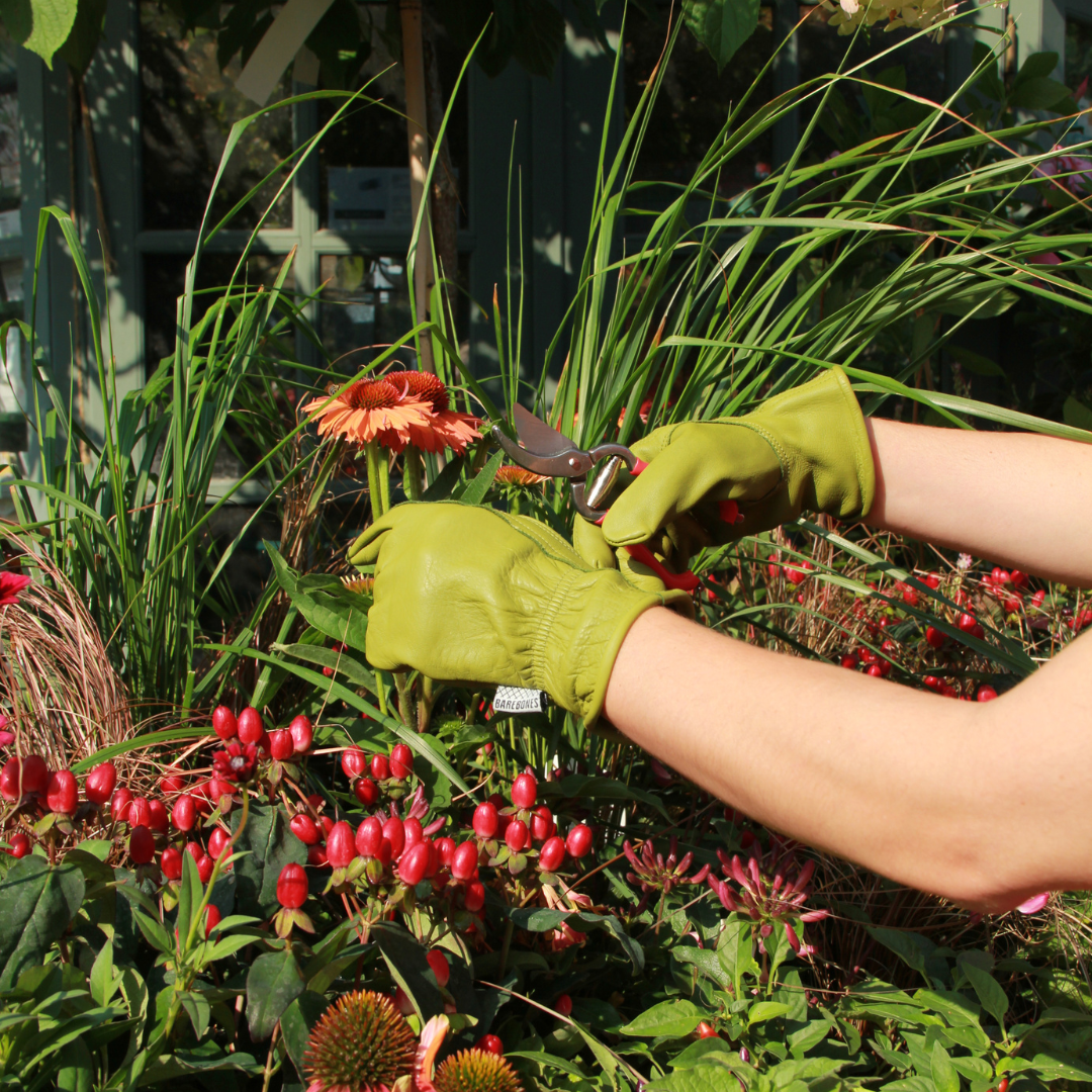 Eine Person, die Königliche Gartenakademie Gartenhandschuhe aus Büffelleder 'Olive' - Barebones Classic trägt, schneidet mit einer Gartenschere eine orangefarbene Blume in einem Garten mit hohen Gräsern und roten Beeren.