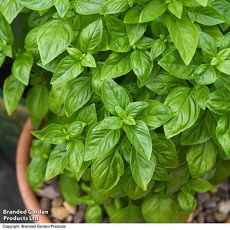 Nahaufnahme von Thompson & Morgan Basilikum 'Everleaf Emerald Towers' von Thompson und Morgan, mit üppigen, leuchtend grünen Blättern in einem Terrakotta-Topf mit kleinen braunen Steinen.