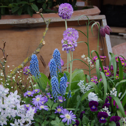 Gestalten Sie Ihren eigenen farbenfrohen, nachhaltigen Garten mit Traubenhyazinthen, Primeln und Veilchen beim "Di. 10.03.2026 | 10.00-13.00 HALBTAGESKURS Dachterrassen und Balkonbepflanzung" der Königlichen Gartenakademie.