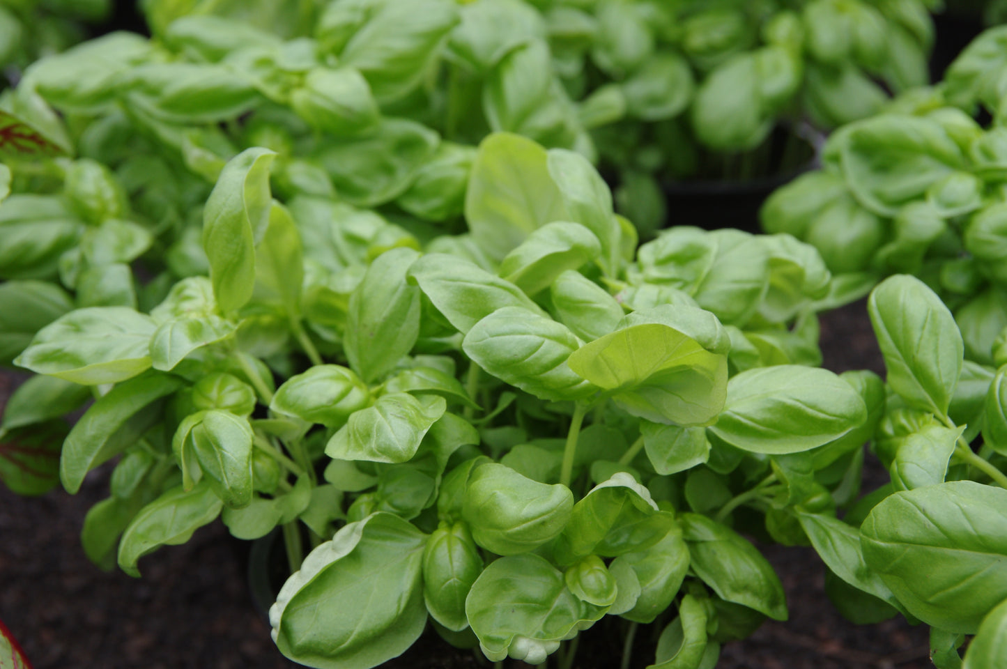 Nahaufnahme von üppigem, gesundem Basilikum - einem vitalen Küchenkräuter - das dicht in dunkler Erde wächst. Entdecken Sie den Kräuteranbau beim "WORKSHOP Kräuter pflanzen und pflegen" der Königlichen Gartenakademie am 01.04.2026, 10:00-11:30 Uhr.